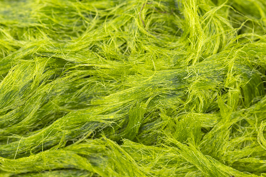 Photo: Algae. Source: Depositphotos