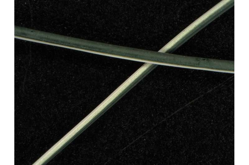A microscopic image of the newly developed fibers showing their side-by-side mix where one side is cotton and the other contains the polyanaline polymer that can carry an electric current. Credit: Washington State University